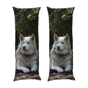 Біла та горда хаскі White and proud husky