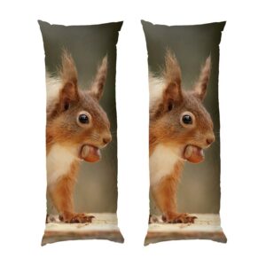 Білка з горіхом Ліс Squirrel with nut Forest