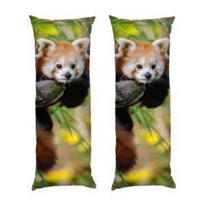 Червона панда Відпочинок на дереві Red panda Rest on a tree