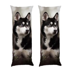 Гарна хаскі у лісі Beautiful husky in the forest