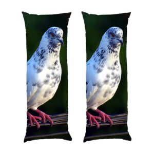 Красивый голубь Beautiful dove