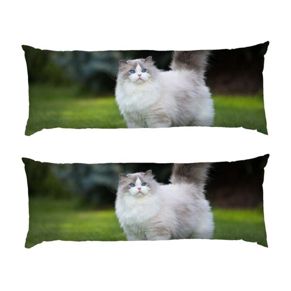 pukhnastyy-kit.-blakytni-ochi.-fluffy-cat.-blue-eyes-2