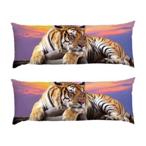 Тигр Закат Tiger Sunset